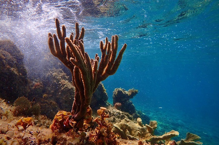 lặn ngắm san hô ở cô tô - trải nghiệm mới hoàn toàn cho du khách