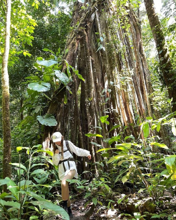 công viên quốc gia corcovado, khám phá, trải nghiệm, công viên quốc gia corcovado costa rica: nơi có mật độ sinh học cao hàng đầu thế giới