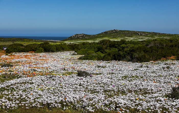 vườn quốc gia namaqua, khám phá, trải nghiệm, ngắm hoa dại nở rộ trong vườn quốc gia namaqua nam phi