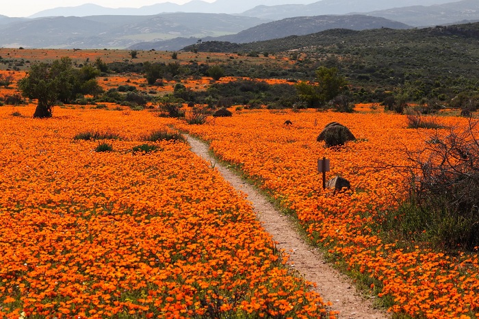 vườn quốc gia namaqua, khám phá, trải nghiệm, ngắm hoa dại nở rộ trong vườn quốc gia namaqua nam phi