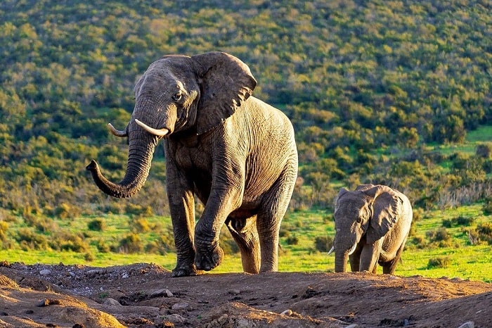vườn quốc gia voi addo, khám phá, trải nghiệm, vườn quốc gia voi addo nam phi: nơi bảo vệ những chú voi châu phi