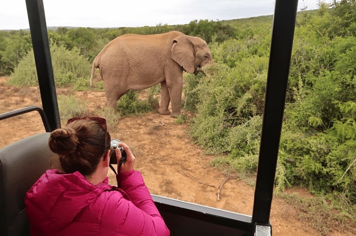 vườn quốc gia voi addo, khám phá, trải nghiệm, vườn quốc gia voi addo nam phi: nơi bảo vệ những chú voi châu phi