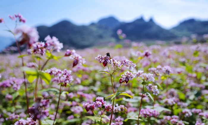 du lịch hà giang, top 10 địa điểm ngắm hoa tam giác mạch đẹp nhất ở hà giang