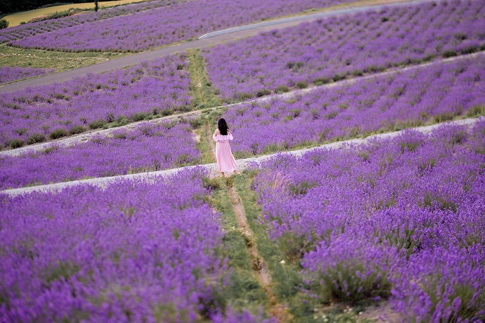 cánh đồng hoa oải hương tại hokkaido, khám phá, trải nghiệm, những cánh đồng hoa oải hương tại hokkaido: top tọa độ đáng để ghé thăm