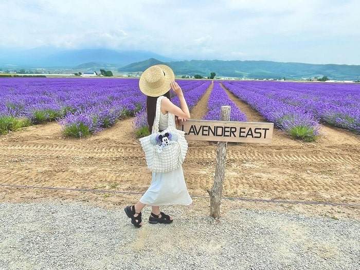 cánh đồng hoa oải hương tại hokkaido, khám phá, trải nghiệm, những cánh đồng hoa oải hương tại hokkaido: top tọa độ đáng để ghé thăm