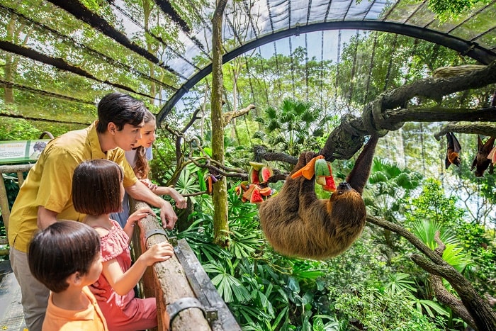 sở thú singapore, khám phá, trải nghiệm, đến ngay sở thú singapore khám phá thiên đường của các loài động vật