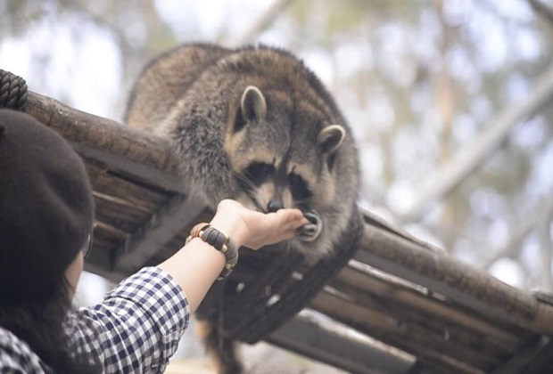 zoodoo đà lạt, khám phá, zoodoo đà lạt – vườn thú siêu dễ thương nhất định phải ghé chơi