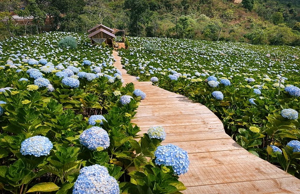 happy garden đà lạt, khám phá, happy garden đà lạt – khám phá vườn hoa cẩm tú cầu đẹp nhất đà lạt