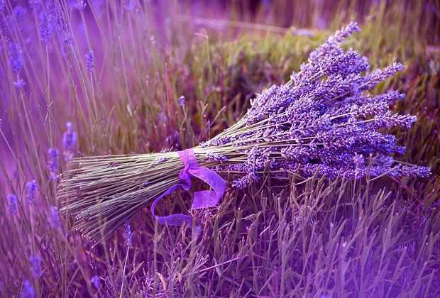 lavender đà lạt, khám phá, khám phá 2 cánh đồng hoa lavender đà lạt đẹp nhất thành phố
