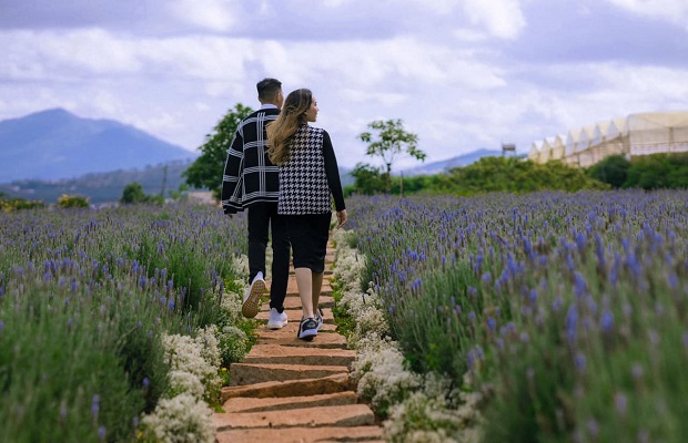 lavender đà lạt, khám phá, khám phá 2 cánh đồng hoa lavender đà lạt đẹp nhất thành phố