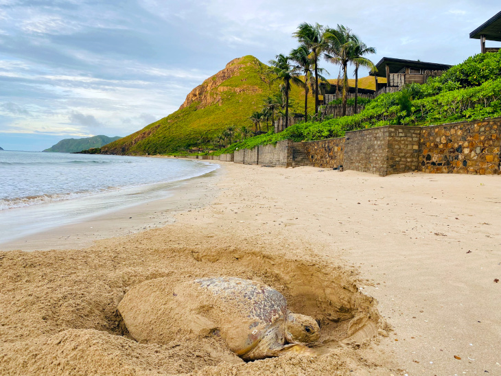 đặt phòng, resort côn đảo, sieusang, six senses côn đảo, đến six senses côn đảo trải nghiệm hoạt động “ấp trứng rùa xanh & thả rùa biển”