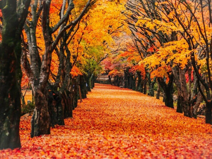 khám phá, trải nghiệm, bí quyết du lịch hàn quốc tháng 11 - lãng mạn mùa lá đỏ
