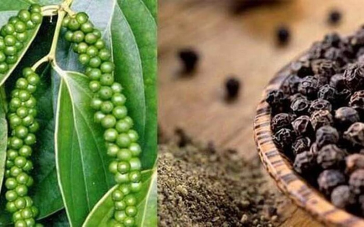 khám phá, tìm hiểu nguồn gốc xuất xứ và cách sử dụng hạt tiêu đen trong ẩm thực