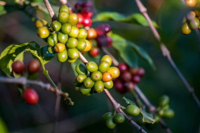 nguyên liệu craft coffee, giải thích thuật ngữ nhãn mác trên bao bì specialty coffee