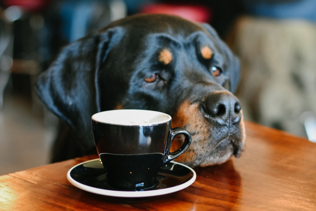 tác hại của cafe, giải ngố, đừng bao giờ để chó mèo ăn socola & cà phê – hối hận không kịp đâu!