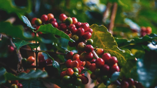 giải ngố, nguồn gốc cà phê trên thế giới: tất cả xuất phát từ… một đàn dê?