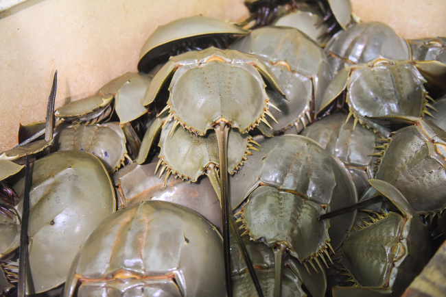 top 13 loại hải sản cô tô mang thương hiệu đặc trưng của vùng biển tiền tiêu