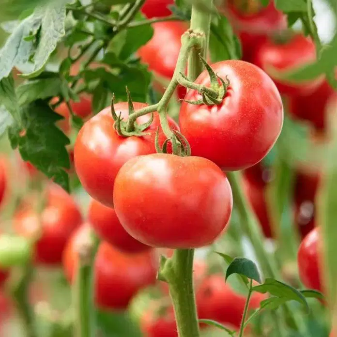 Ăn cà chua cần lưu ý những điều này để tránh gây hại cho sức khỏe của bạn