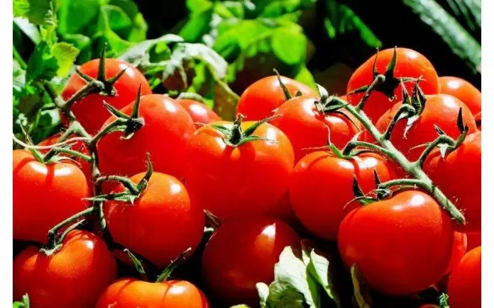 sức khỏe, dinh dưỡng, ăn cà chua cần lưu ý những điều này để tránh gây hại cho sức khỏe của bạn
